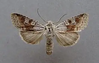 Ammoconia aholai