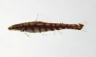 Ammocryptocharax