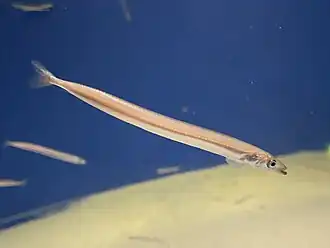 Ammodytes personatus