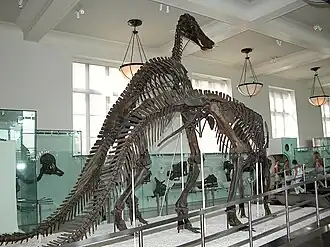 Anatotitan skeletten