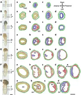 Muisembryo's. (A) Vroeg primitieve streepstadium: extra-embryonaal mesoderm heeft zich tussen het extra-embryonale ectoderm en het viscerale endoderm aan de achterkant van het embryo genesteld. (B) Midden primitieve streepstadium: er zijn extracellulaire ruimten aanwezig in het extra-embryonale mesoderm. (C) Laat primitieve streepstadium/geen knopstadium: lacunes in het extra-embryonale mesoderm smelten samen om de exocoelomische holte (EC) te vormen.