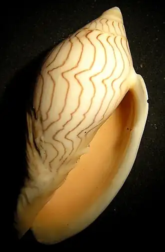 Amoria undulata