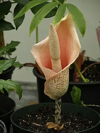 Amorphophallus bulbifer