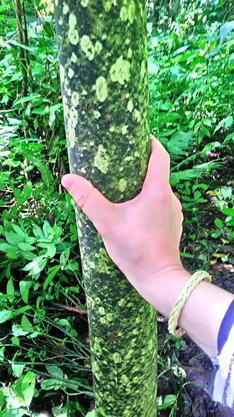 Amorphophallus gigas