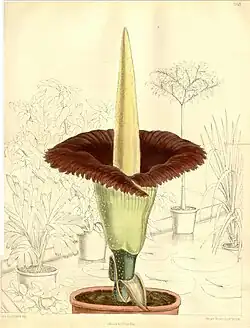 Amorphophallus titanum (1891), Matilda Smith, Curtis's Botanical Magazine