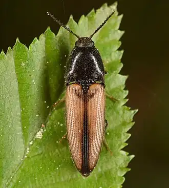 Ampedus militaris