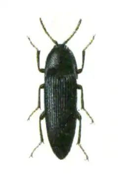 Ampedus nigerrimus