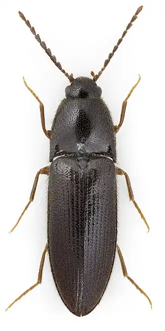 Ampedus nigrinus