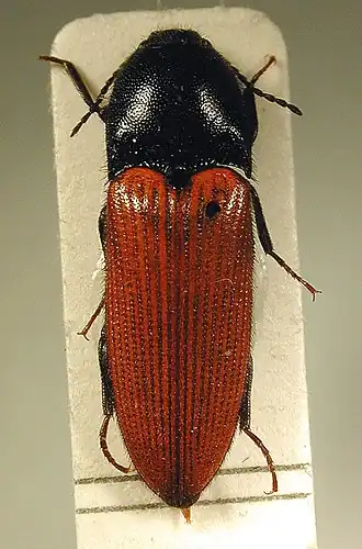 Ampedus pomonae