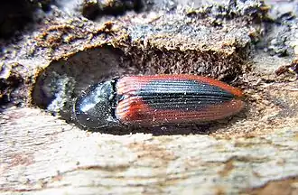 Ampedus sanguinolentus