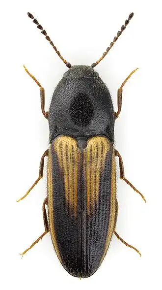 Ampedus tristis