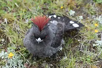 Roodkuifcotinga