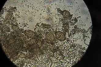 Ampelomyces