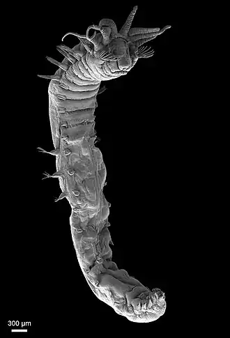 Ampharete finmarchica