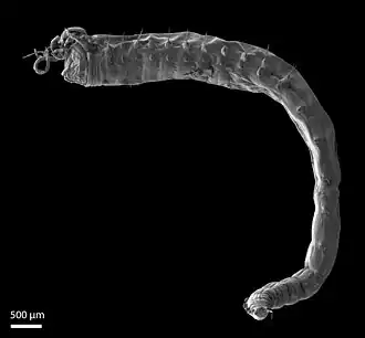 Ampharete octocirrata