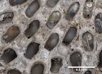 Amphiblestrum auritum