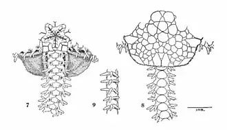 Amphichondrius laevis