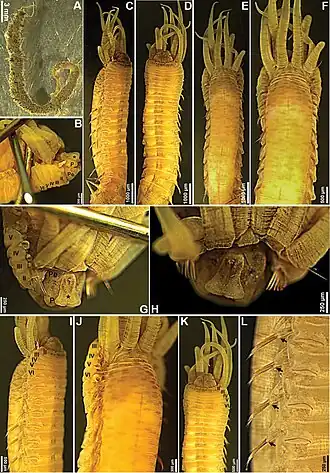 Amphicteis dalmatica