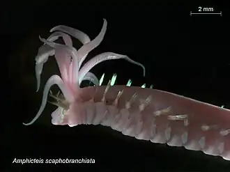Amphicteis scaphobranchiata