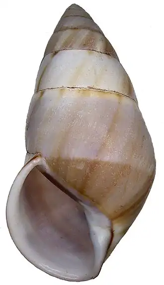 Amphidromus inversus