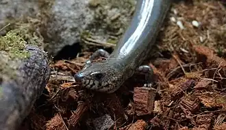 Amphiglossus reticulatus