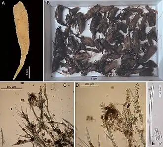 Amphilectus utriculus