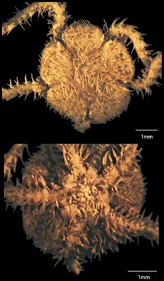 Amphilimna cribriformis