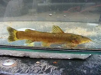 Amphilius uranoscopus