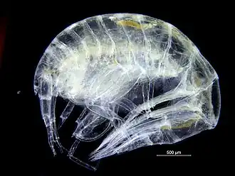 Amphilochus manudens