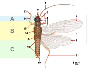 Lichaamsdelen van de soort Amphinemura albicauda.