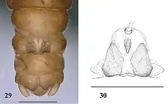 Amphinemura unihamata