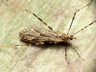 Amphineurus (Amphineurus) hudsoni