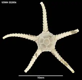 Amphiophiura antarctica