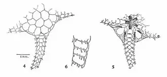 Amphiophiura irregularis
