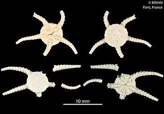 Amphiophiura paupera