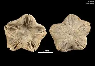 Amphioplus heptagonus
