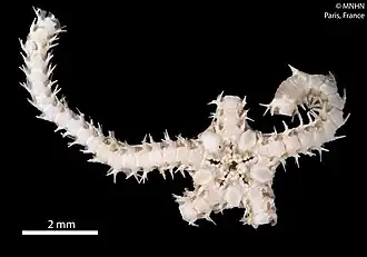 Amphioplus margueritae