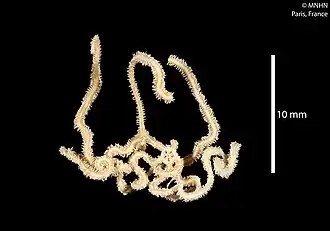 Amphioplus polymorphus