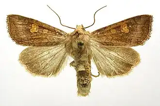 Amphipoea lucens Hoogveenvlekuil