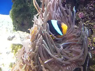 Amphiprion allardi