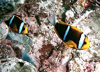 Amphiprion chrysopterus