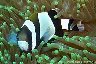 Amphiprion latezonatus