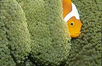 Amphiprion leucokranos