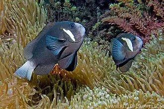 Amphiprion mccullochi