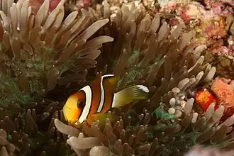 Amphiprion tricinctus