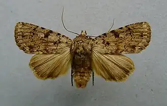 Amphipyra effusa