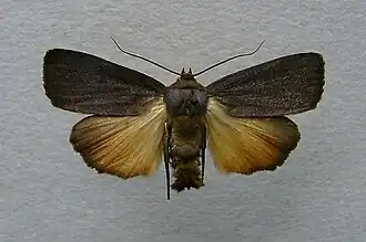 Amphipyra livida
