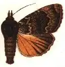 Amphipyra pyramidoides