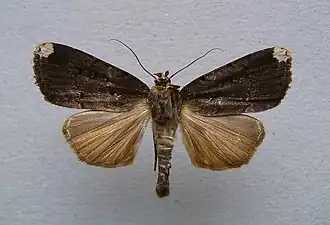 Amphipyra schrenkii