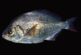 Amphistichus rhodoterus